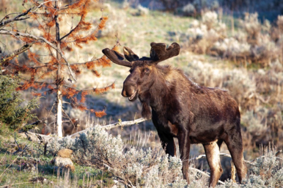 Moose early morning
Lamar Valley, Yellowstone